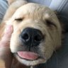 林小香 profil fotoğrafı