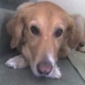 Sandybestdog profil fotoğrafı