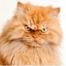 Unhappy Persian's profile picture