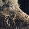 The Feral Hog profil fotoğrafı