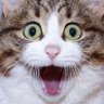 CCC's profile picture