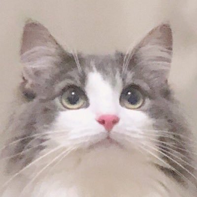 直哉's profile picture