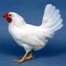 Chickening's profile picture