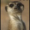 Kokas's profile picture