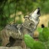 Profilbild von LOBO SOLITARIO