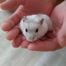 Фото профиля もこたん