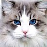 lili profil fotoğrafı