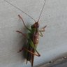 Profilbild von mortemys