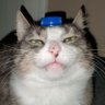 Alex (Cama)'s profile picture