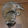 なっぺ profil fotoğrafı