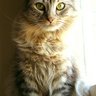 Profilbild von Catmemes