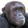 ドグラ's profile picture