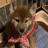 A.Suzuki 的头像