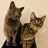 eurêka et pistache's profile picture