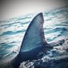 Profilbild von Blue Fin