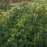 Фото профиля الزعيم