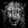 ⟨/MS⟩'s profile picture
