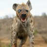 stray hyena 的头像