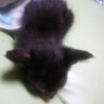 犬一郎's profile picture