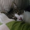 Profilbild von nonchanmama