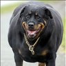Profilbild von Big Dog Gotta Eat