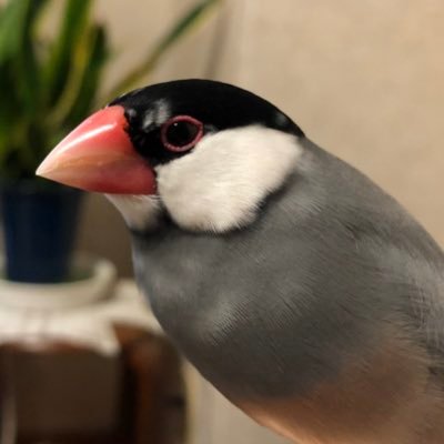 P-chan's profile picture