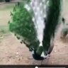 Yahooh profil fotoğrafı