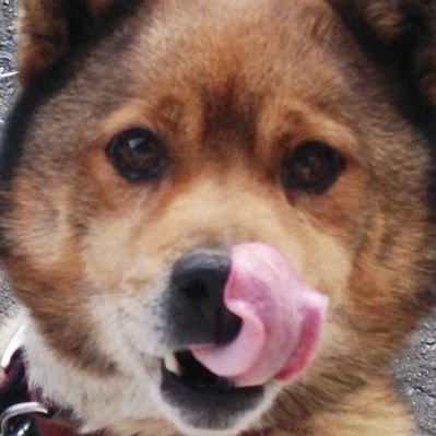 Hajime's profile picture