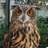 みかん profil fotoğrafı