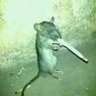 Profilbild von shlongis