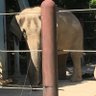 Showmingo・Santana(サンタナ)🐉 profil fotoğrafı