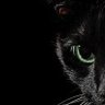 GattoInfernale's profile picture