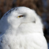 Profilbild von アブミ骨