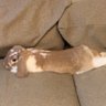 かずのこ profil fotoğrafı
