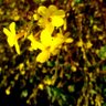 Floribunda profil fotoğrafı