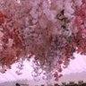Фото профиля ろころこ