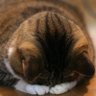 Profilbild von きあと。