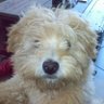 Zobael's profile picture