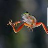 Bullfrog 的头像