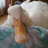 すんちゃん profil fotoğrafı