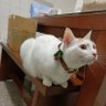 Profilbild von GeminiDerCat