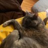 Elyse🔆 profil fotoğrafı