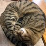 ぐるぐる13 的头像