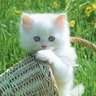 Фото профиля FÉLIX THE CAT