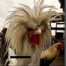 Фото профиля pollo_argento