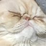 宇宙マン_(:3」z)_'s profile picture