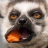 Profilbild von BOODAK BARU