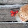 Amelia2325 profil fotoğrafı