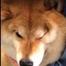 Dug's profile picture