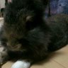 らぱみびぃ(新進気鋭のコッペパン職人) 的头像
